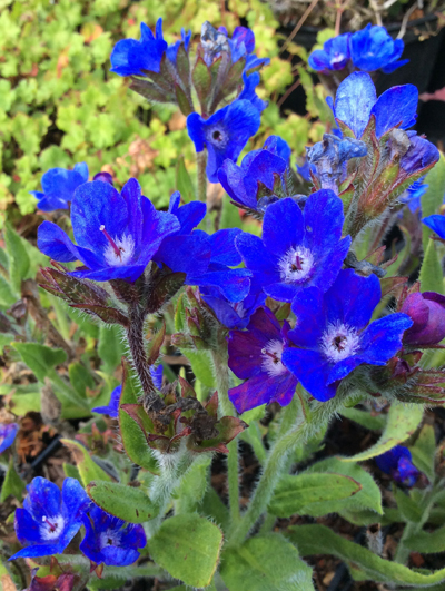 Anchusa azurea ‘Loddon Royalist’