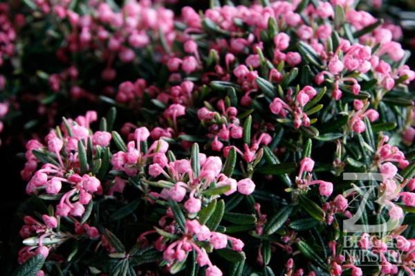 Andromeda polifolia ‘Blue Ice’