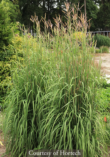 Andropogon gerardii Karl′s Cousin