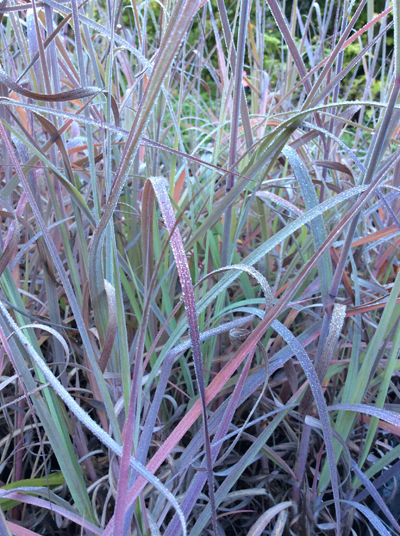 Andropogon gerardii Lord Snowdens Big Blue