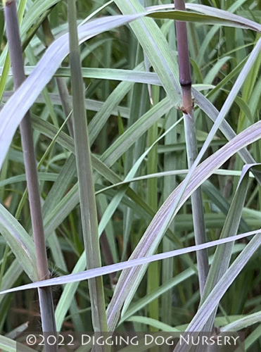Andropogon gerardii Lord Snowden�s Big Blue