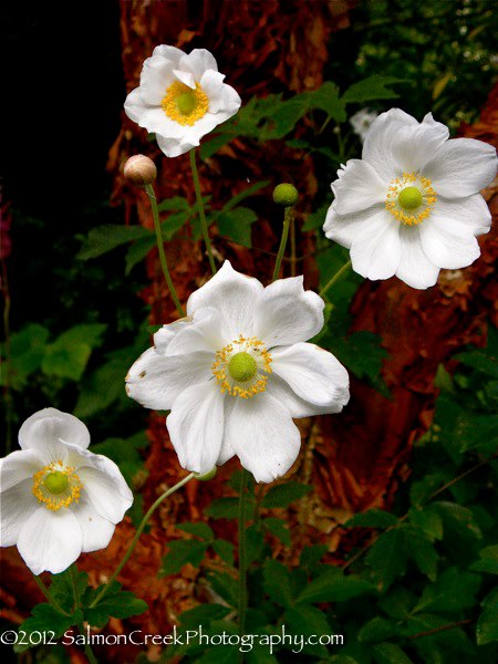 Anemone hybrida ‘Andrea Atkinson’