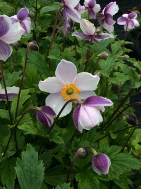 Anemone Ruffled Swan