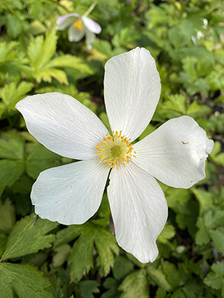 Anemone ‘Wild Swan’