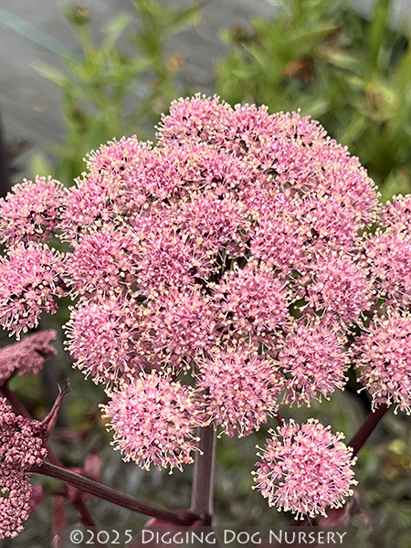 Angelica sylvestris &lsquo;Vicars Mead&rsquo;