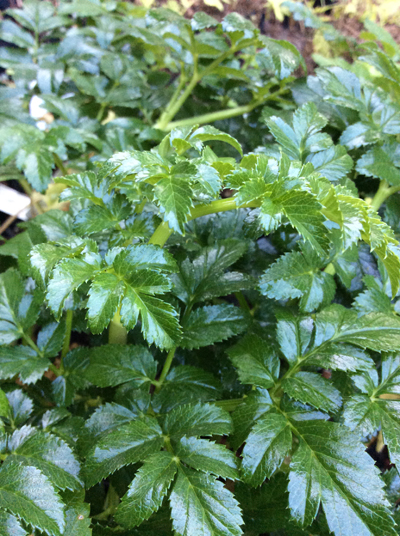 Angelica pachycarpa