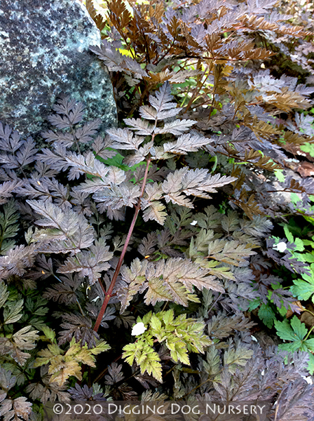 Anthriscus sylvestris Ravenswing