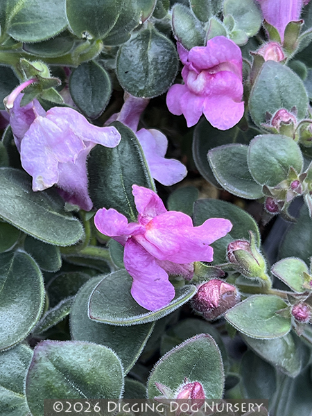 Antirrhinum hispanicum ‘Roseum’