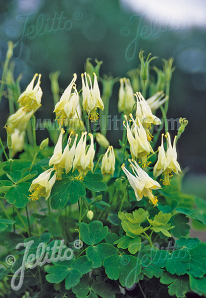 Aquilegia canadensis Corbett