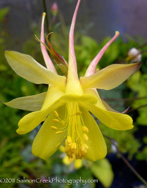 Aquilegia chrysantha ‘Denver Gold’