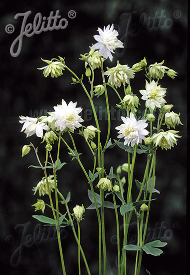 Aquilegia.php