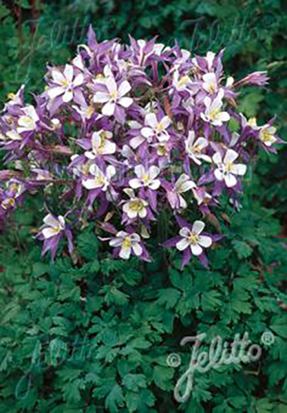 Aquilegia Heavenly Blue