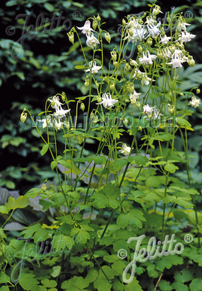 Aquilegia vulgaris ‘Mellow Yellow’