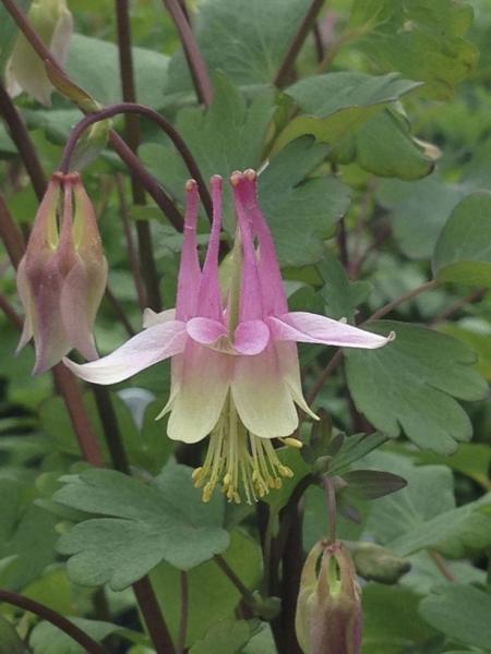 Aquilegia canadensis Pink Lanterns