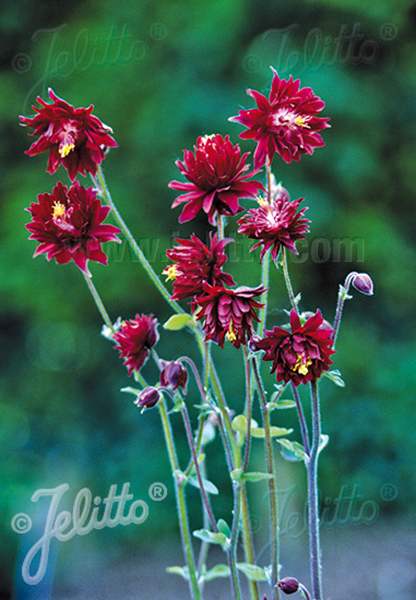 Aquilegia vulgaris plena Ruby Port