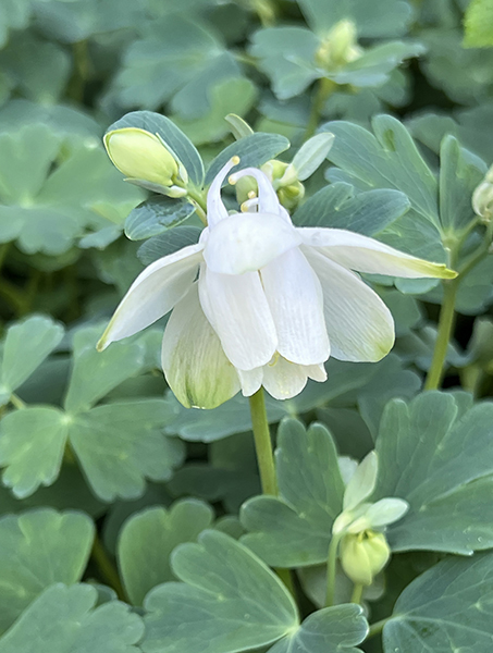 Aquilegia flabellata ‘White Angel’