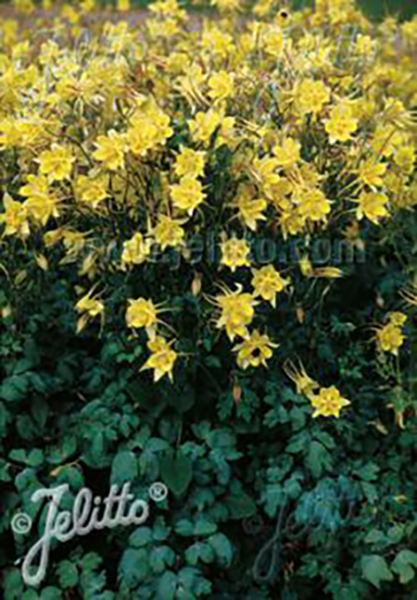 Aquilegia chrysantha ‘Yellow Queen’