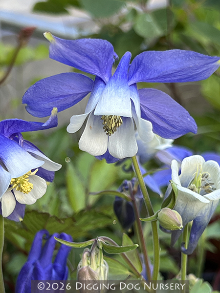 Aquilegia olympica