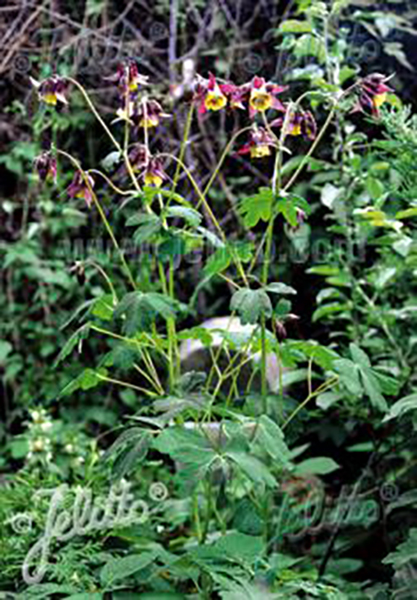 Aquilegia oxysepala