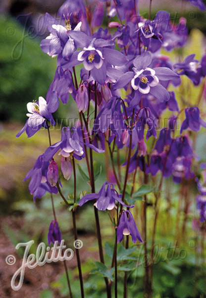 Aquilegia sibirica