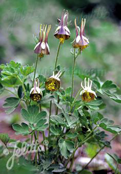 Aquilegia viridiflora