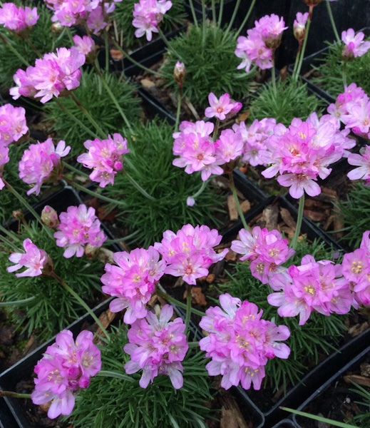 Armeria Victor Reiter