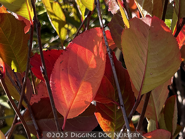 Aronia melanocarpa ‘Viking’