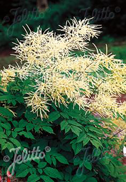 Aruncus diocus