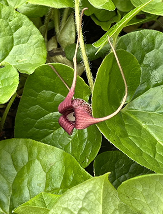 Asarum caudatum