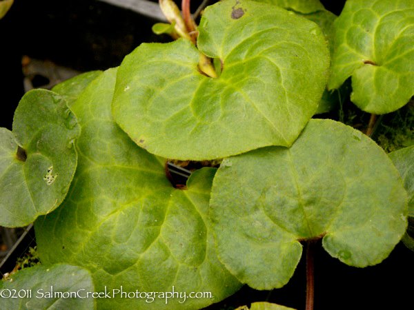 Asarum caudatum f. album