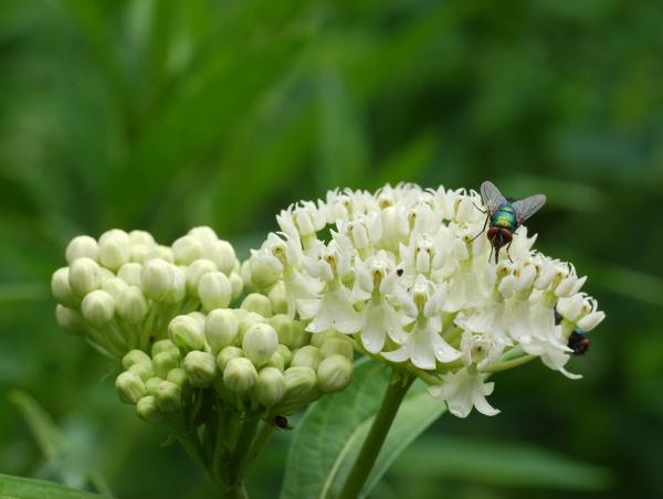 Asclepias incarnata ‘Ice Ballet’