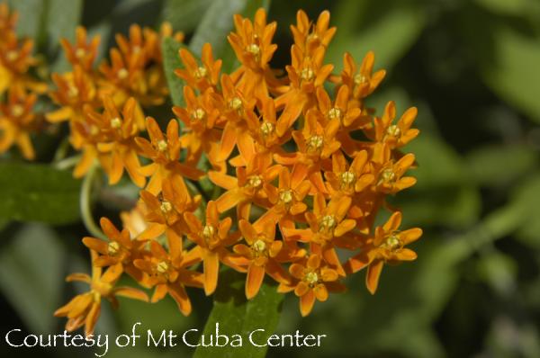 Asclepias tuberosa