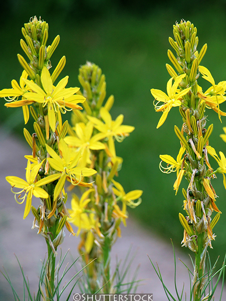 Asphodeline lutea