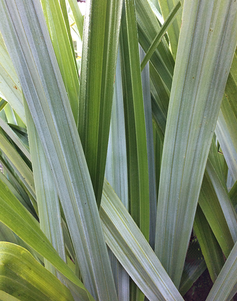 Astelia ‘Silver Shadow’