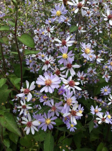 Aster cordifolius ‘Avondale’