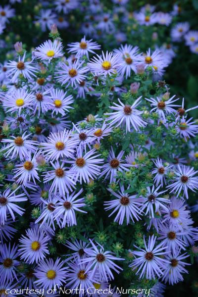 Aster laevis ‘Bluebird’