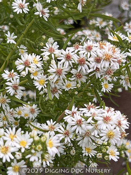 Aster ‘Bridal Veil’
