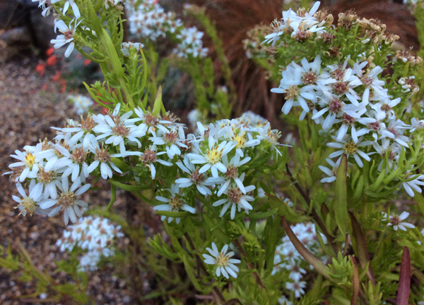 Aster Bridal Veil