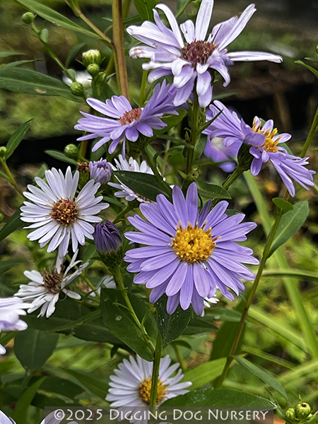 Aster laevis Climax
