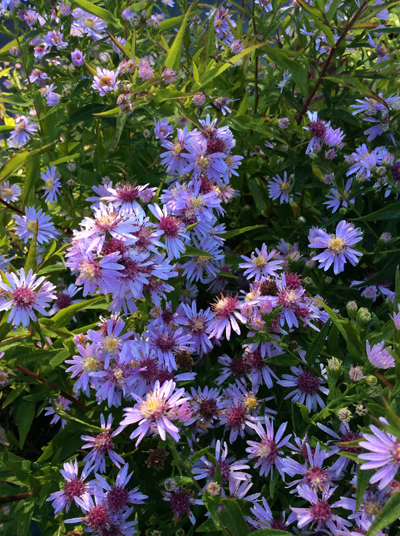 Aster Coombe Fishacre