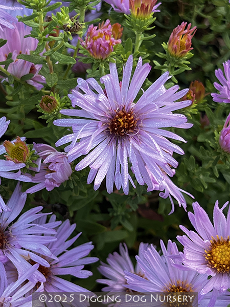 Aster oblongifolius Dream of Beauty