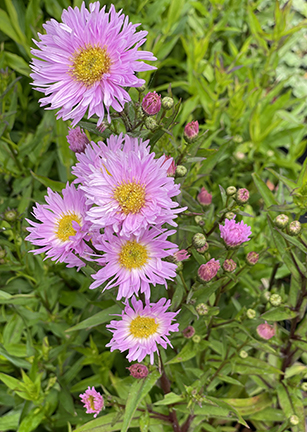 Aster novi-belgii ‘Fellowship’