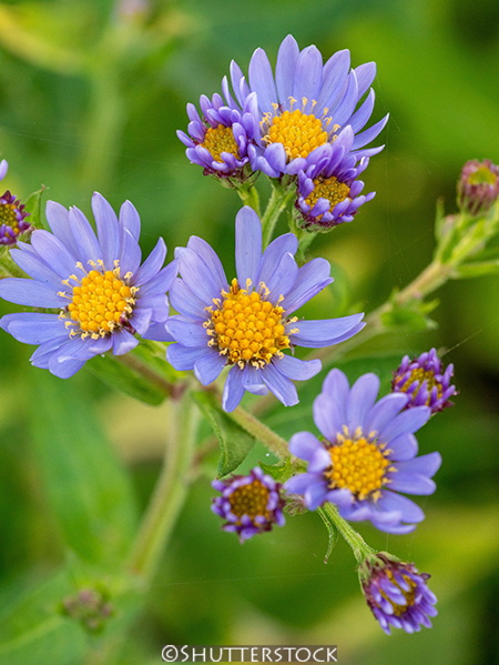 Aster tataricus &lsquo;Jindai&rsquo;