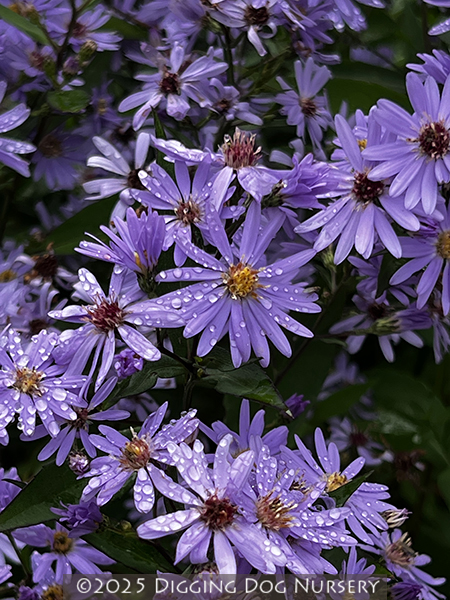 Aster cordifolius ‘Little Carlow’