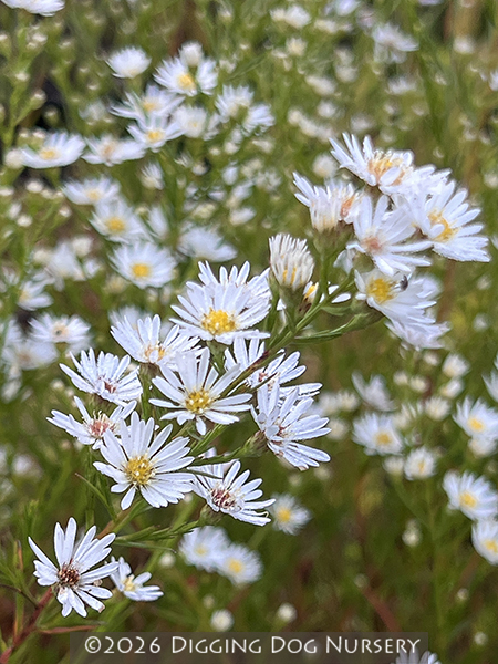 Aster ericoides &lsquo;Monte Cassino&rsquo;