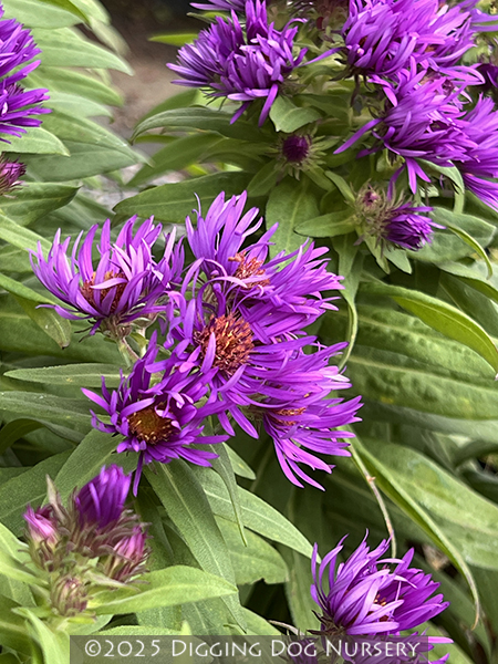 Aster novae-angliae ‘Purple Dome’