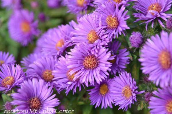 Aster novae-angliae Purple Dome