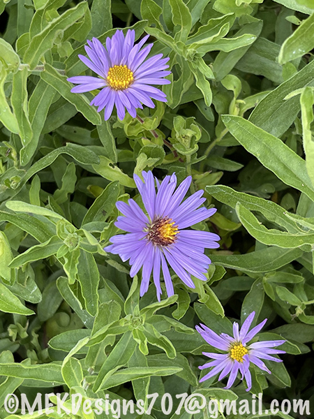Aster oblongifolius Raydon’s Favorite