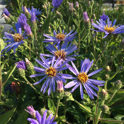 Aster macrophyllus ‘Twilight’