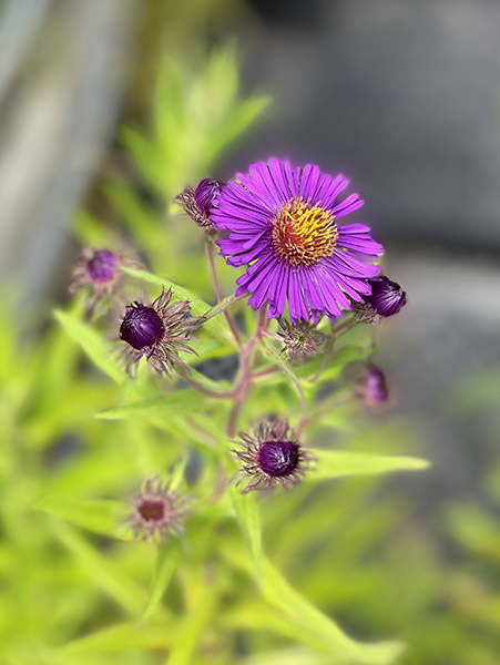 Aster novae-angliae ‘Violetta’